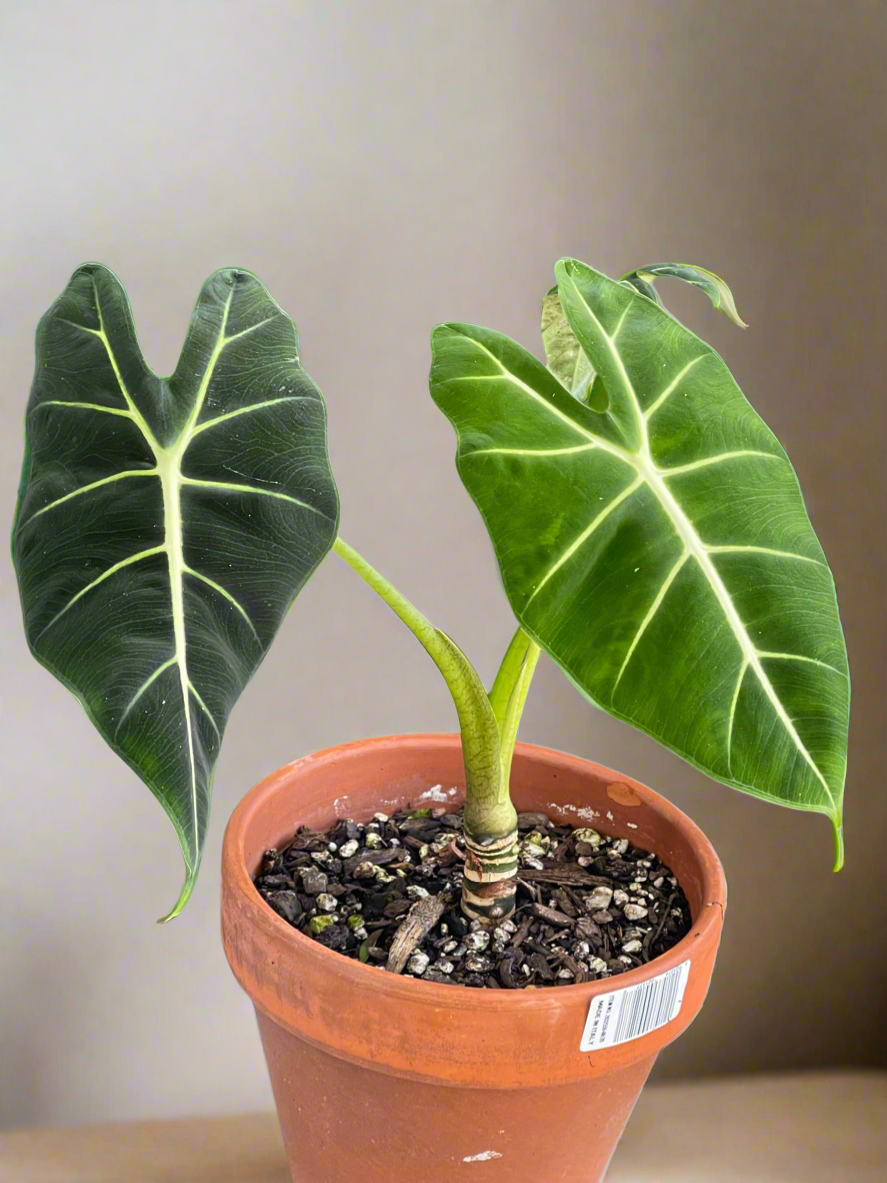 RARE : Alocasia Frydek - Fully Grown mother plant – GARDENIFIED