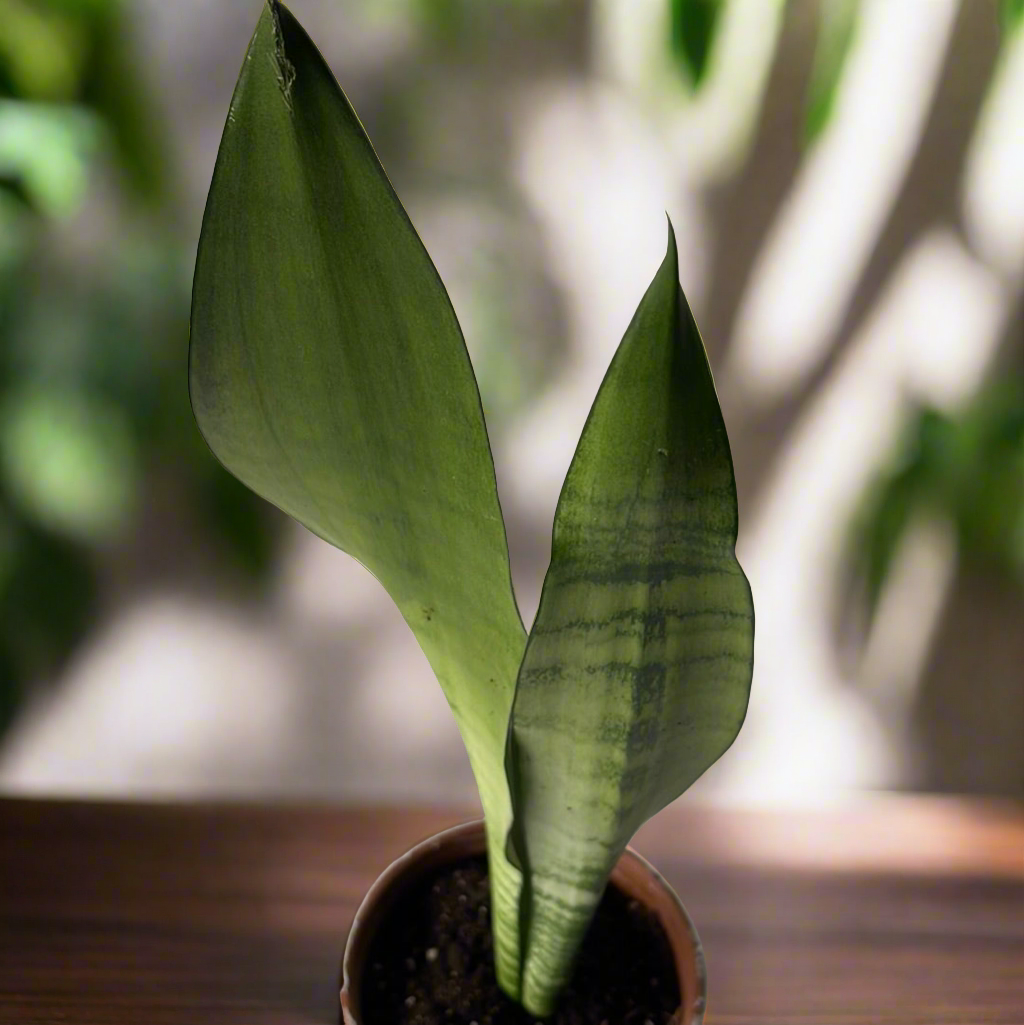 Sansevieria Moonshine – GARDENIFIED