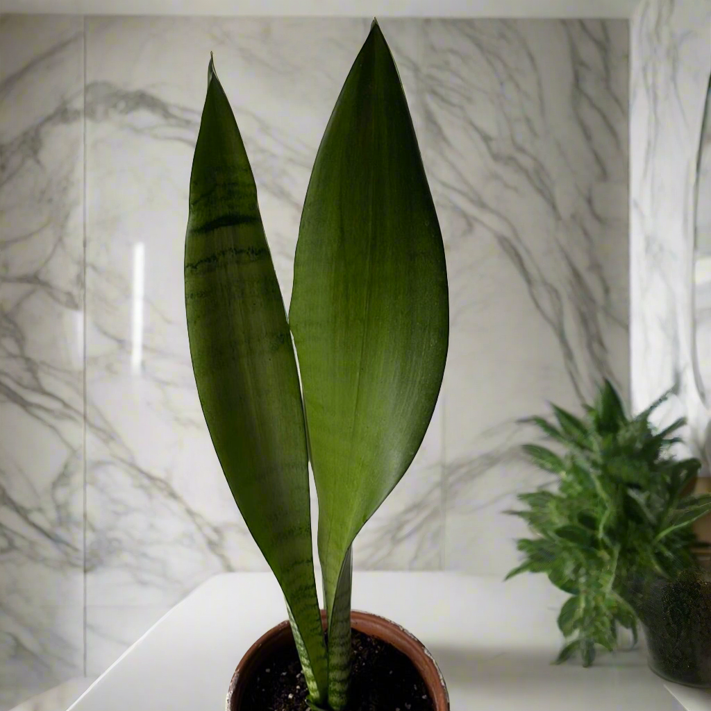 Sansevieria Moonshine – GARDENIFIED