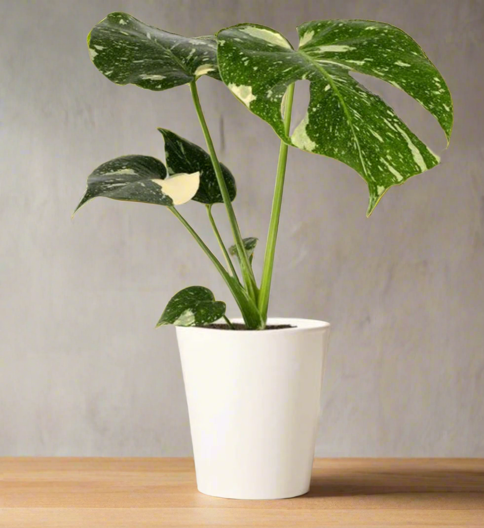 Monstera Thai Constellation – GARDENIFIED