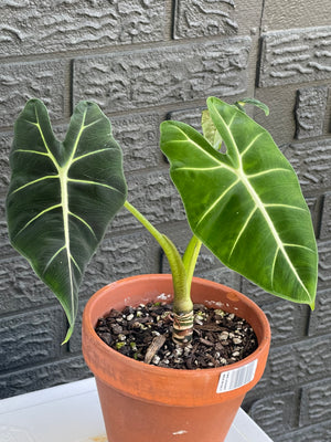 Alocasia Frydek - Fully Grown mother plant