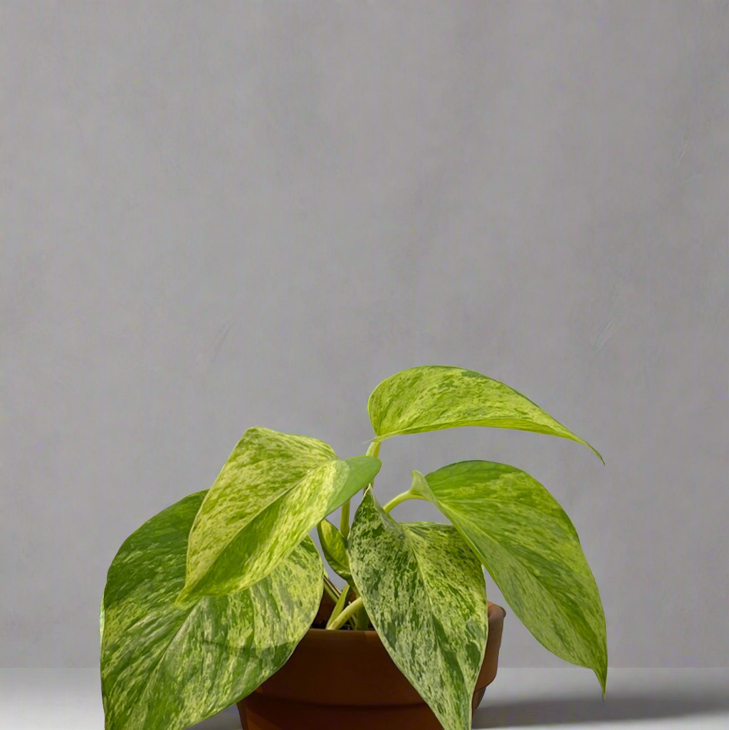 Marble Queen Pothos