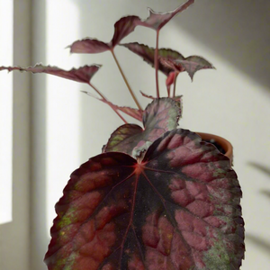 Begonia Rex