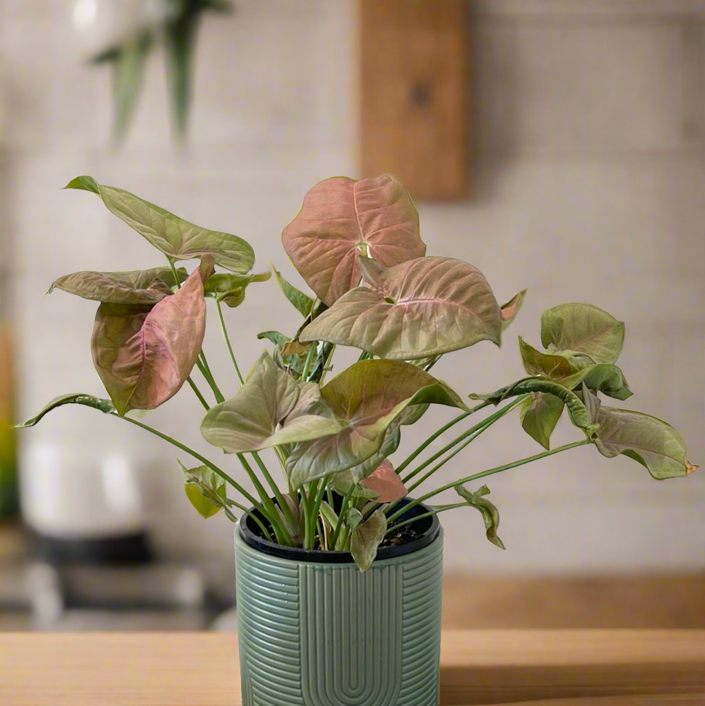 Pink Syngonium (Pot may vary)