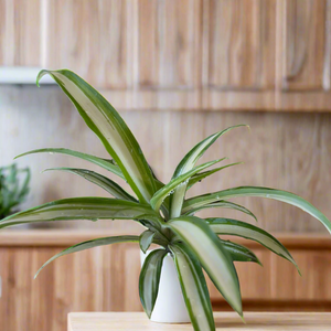 Spider Plant