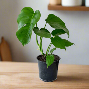 Monstera Deliciosa