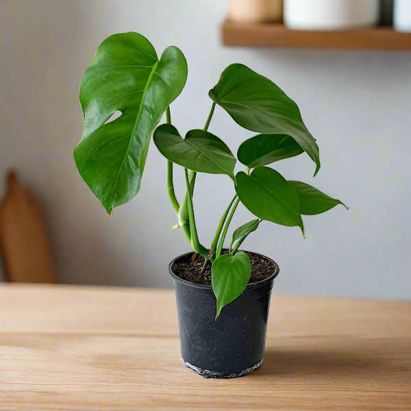 Monstera Deliciosa – GARDENIFIED