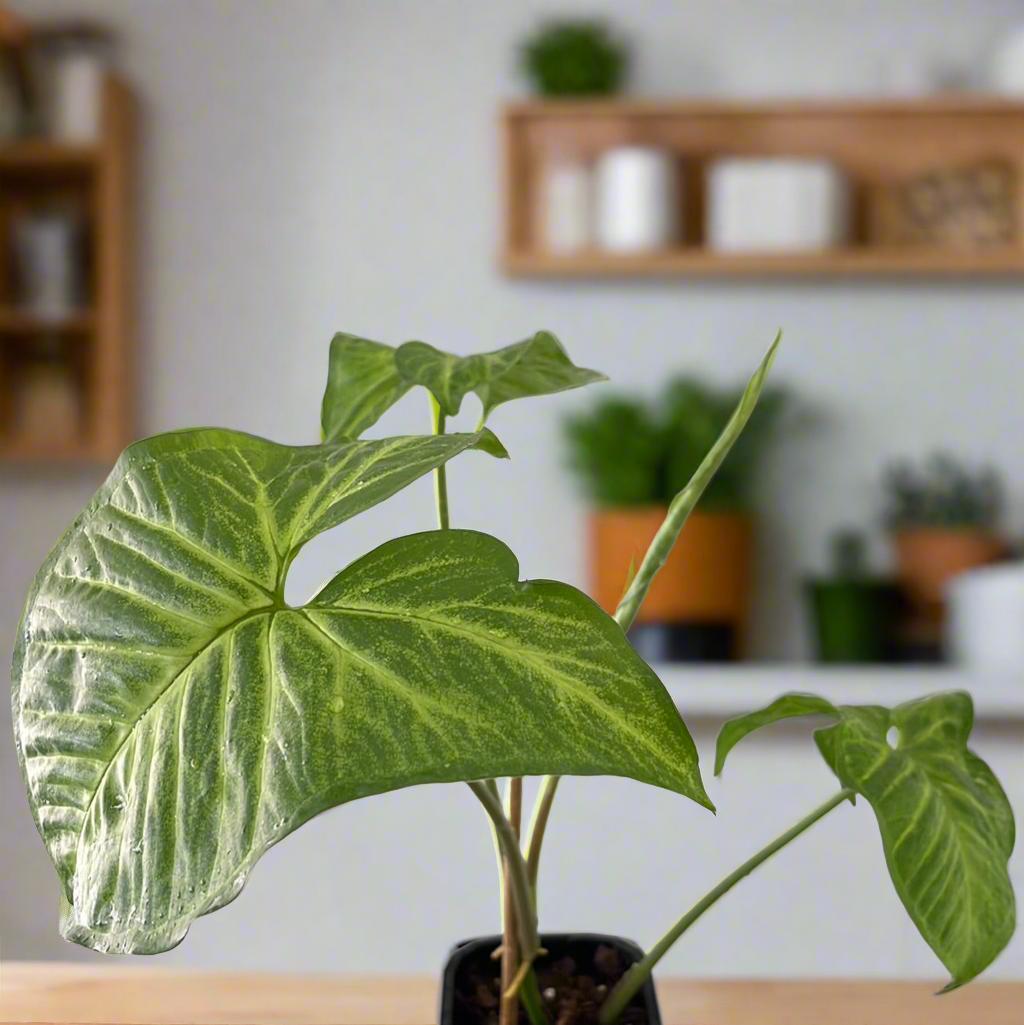 Syngonium Podophyllum - Painted Arrow