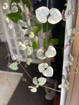 Variegated - String of Hearts