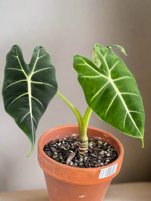 RARE : Alocasia Frydek - Fully Grown mother plant