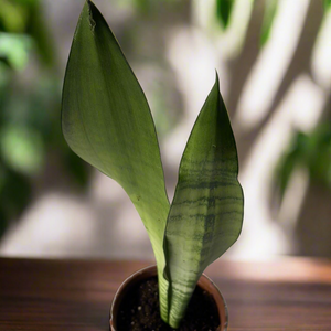 Sansevieria Moonshine