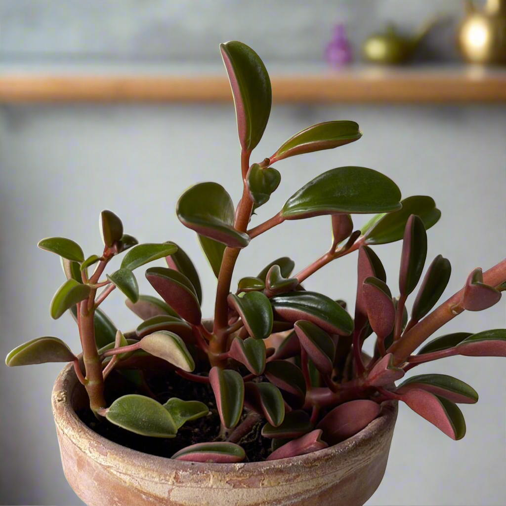 Peperomia - Ruby Glow