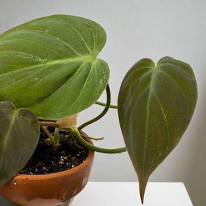 Philodendron Micans