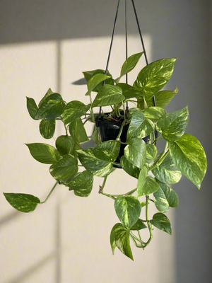 Golden Pothos in a Hanging Basket