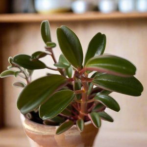 Peperomia - Ruby Glow