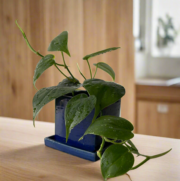 Heart leaf Philodendron