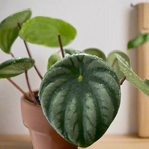 Watermelon Peperomia