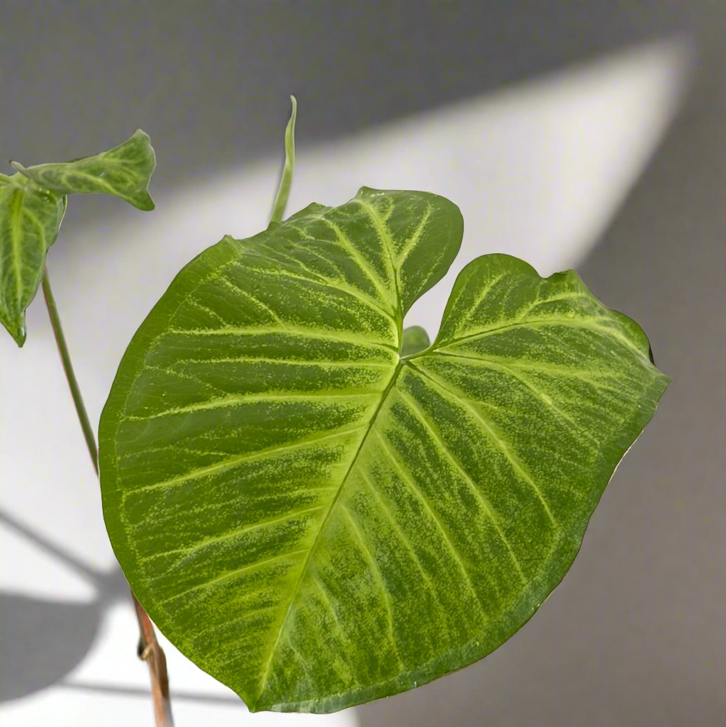 Syngonium Podophyllum - Painted Arrow