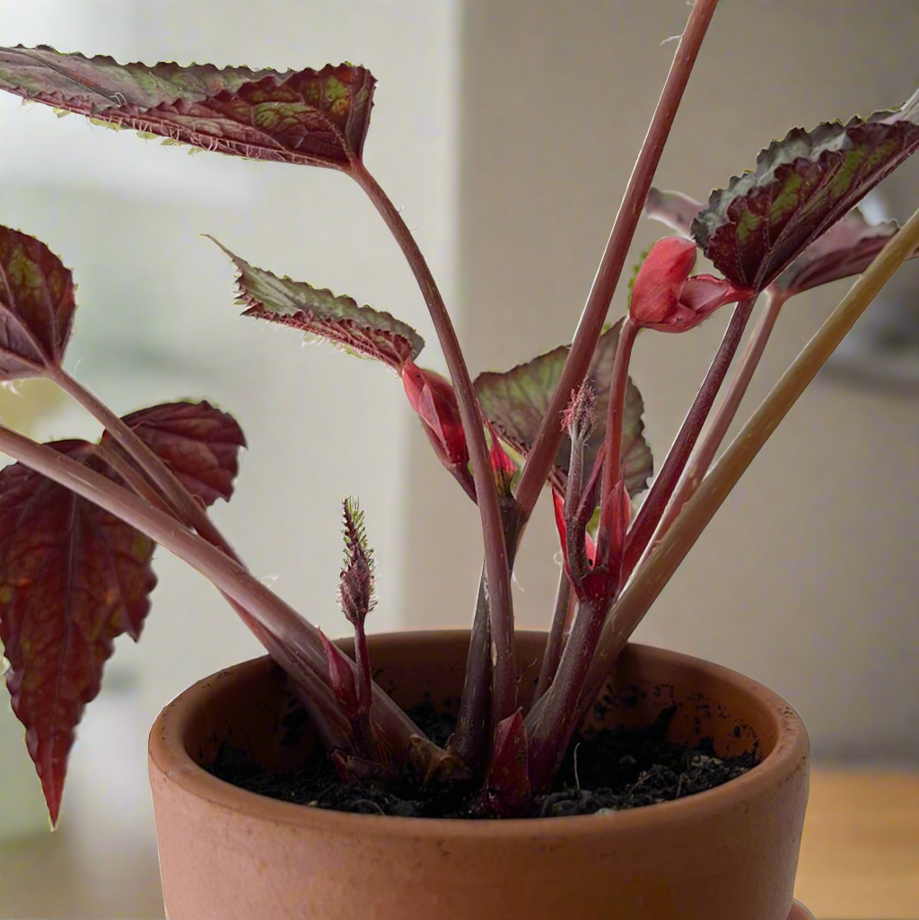 Begonia Rex