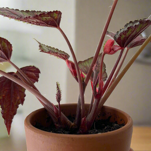 Begonia Rex