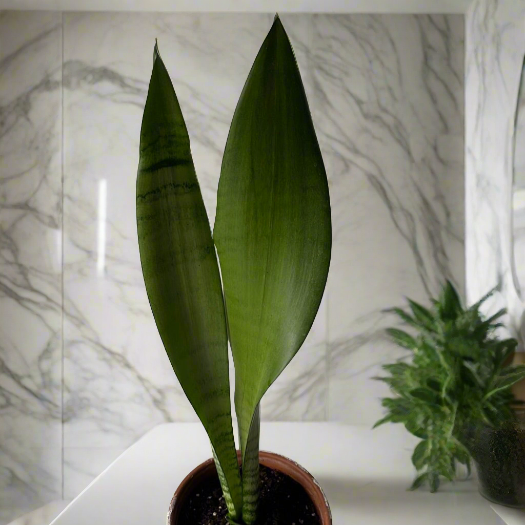 Sansevieria Moonshine