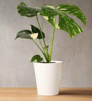 Monstera Thai Constellation