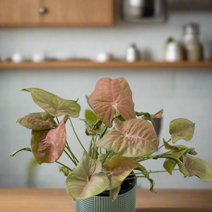 Pink Syngonium (Pot may vary)