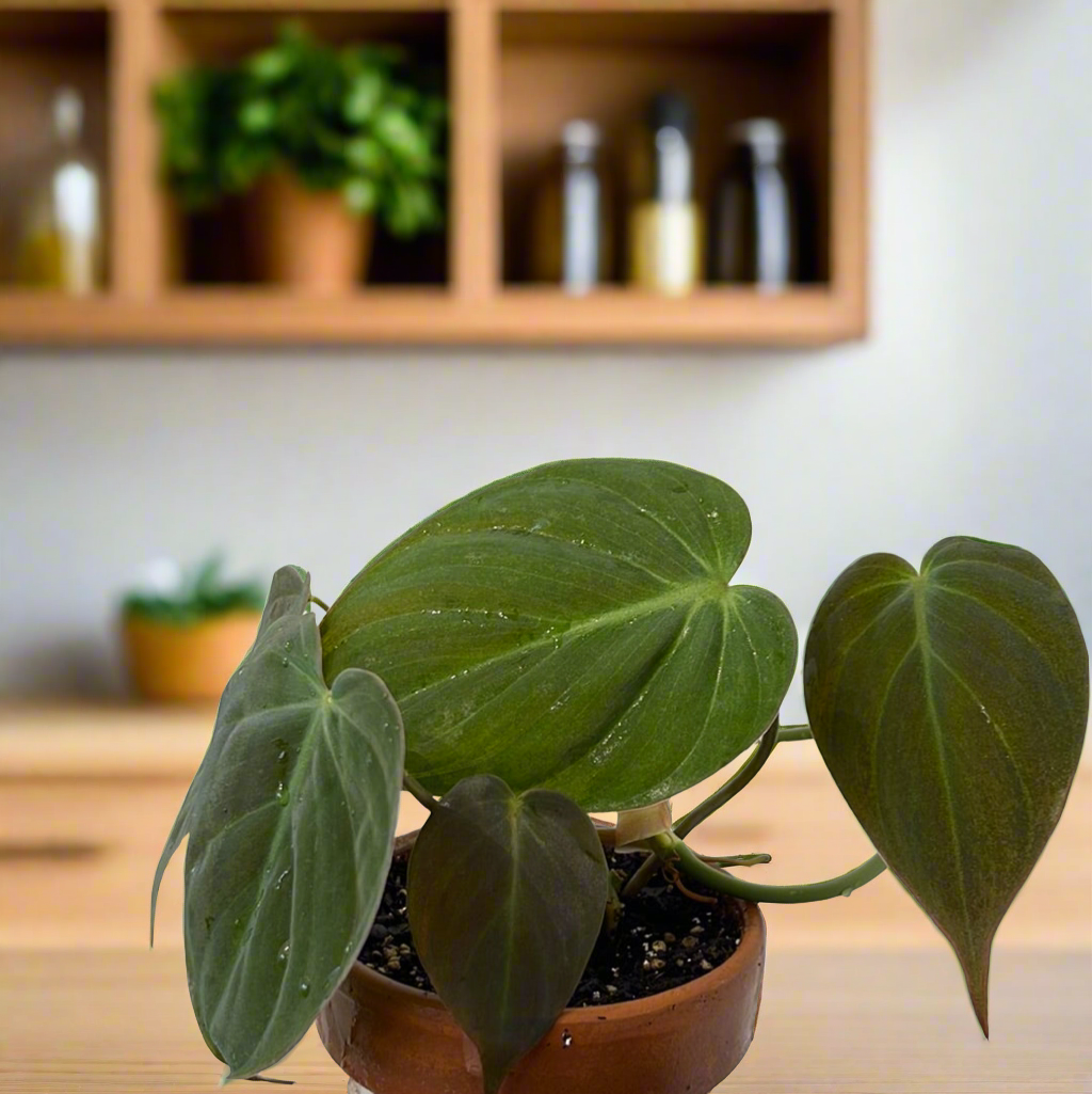 Philodendron Micans