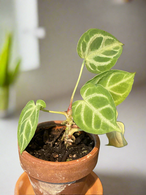 RARE : Anthurium Crystallinum