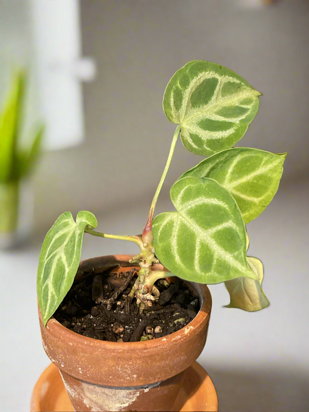 RARE : Anthurium Crystallinum – GARDENIFIED