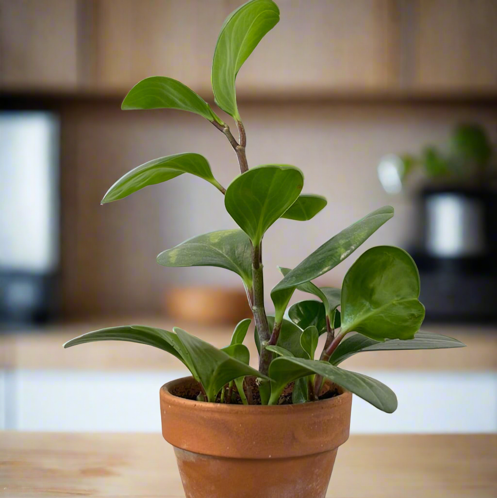 Peperomia Obtusifolia