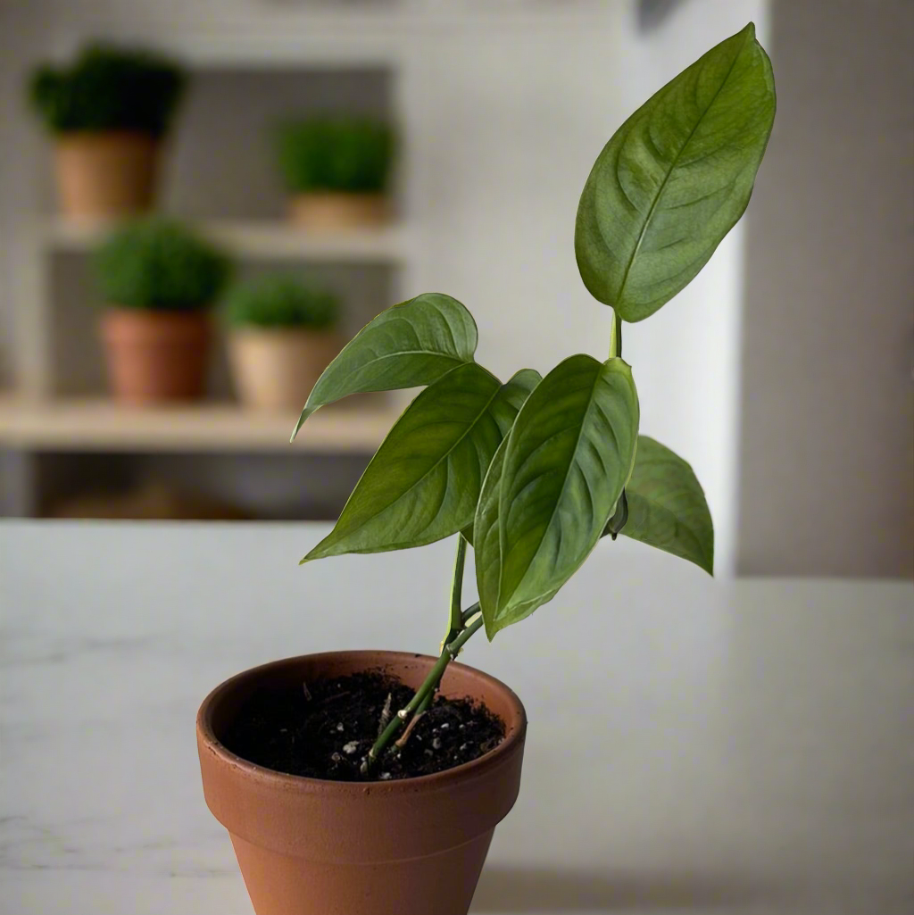 Monstera Adansonii