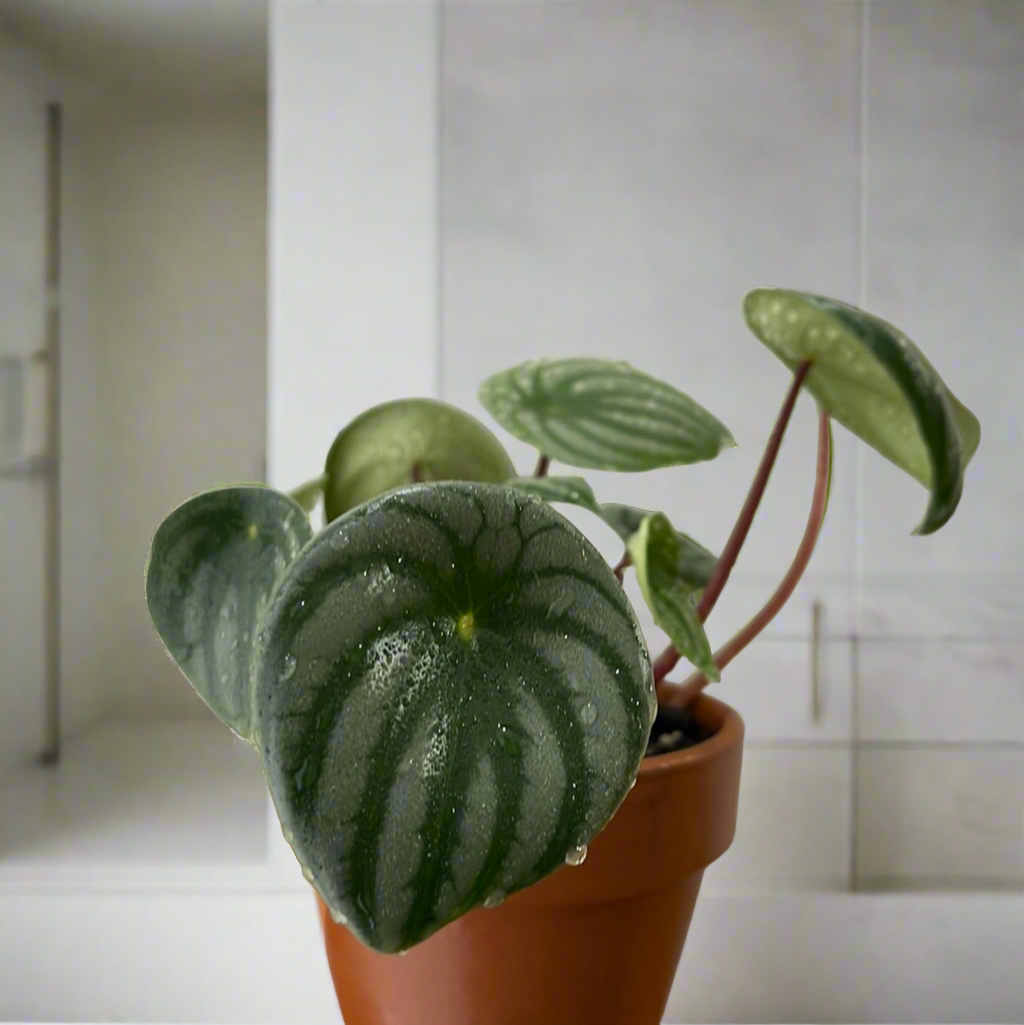 Watermelon Peperomia