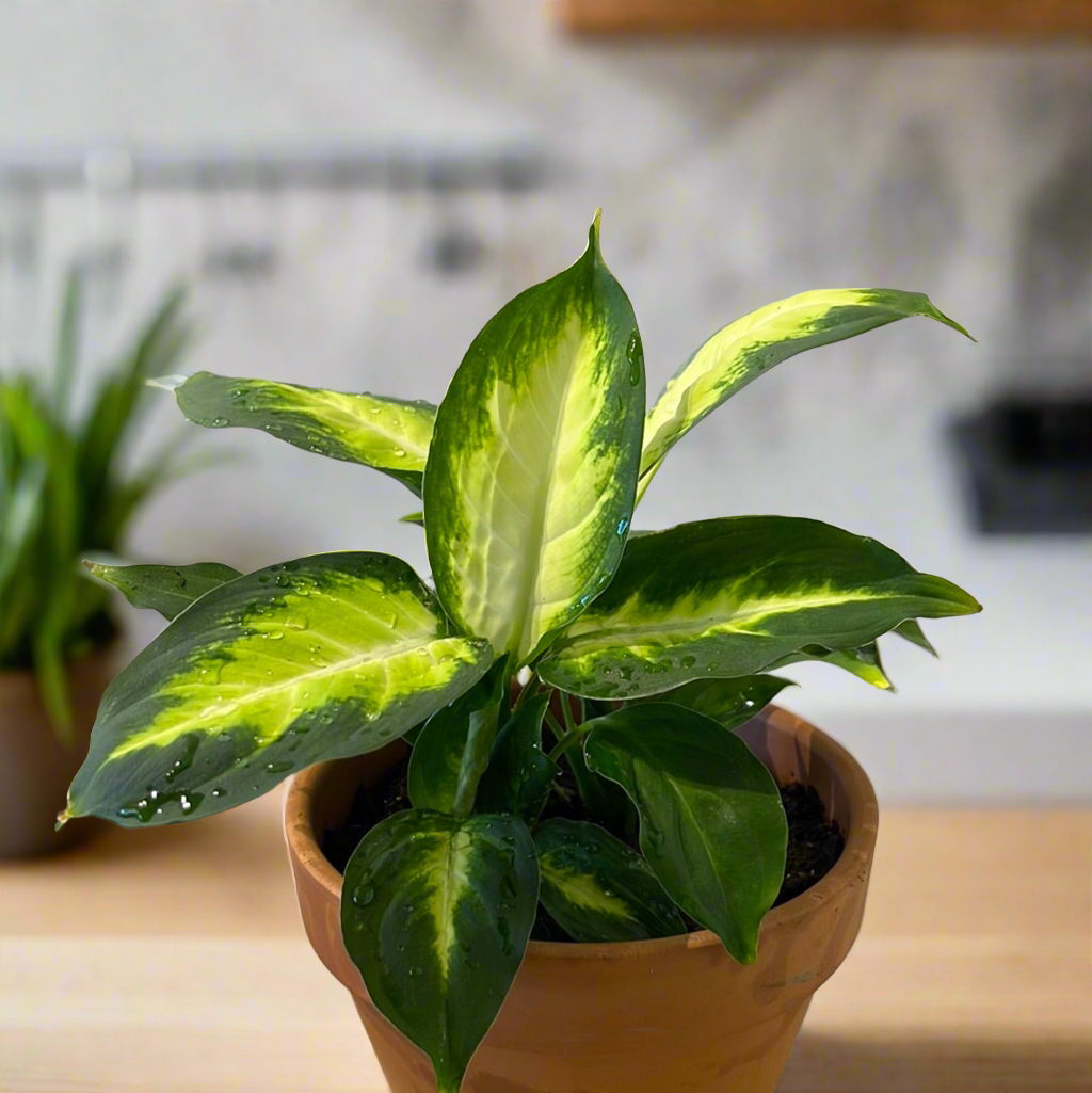 Dieffenbachia (Dumb Cane)