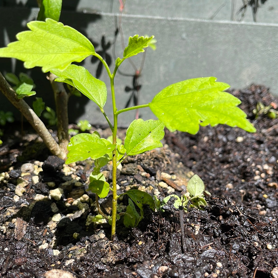 Hibiscus - Lavender Chiffon (Only Baby plants)