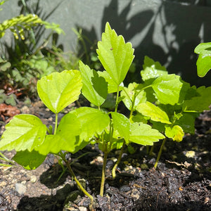 Hibiscus - Lavender Chiffon (Only Baby plants)