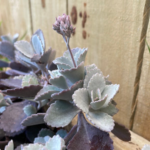 RARE : Kalanchoe Pumila - succulent