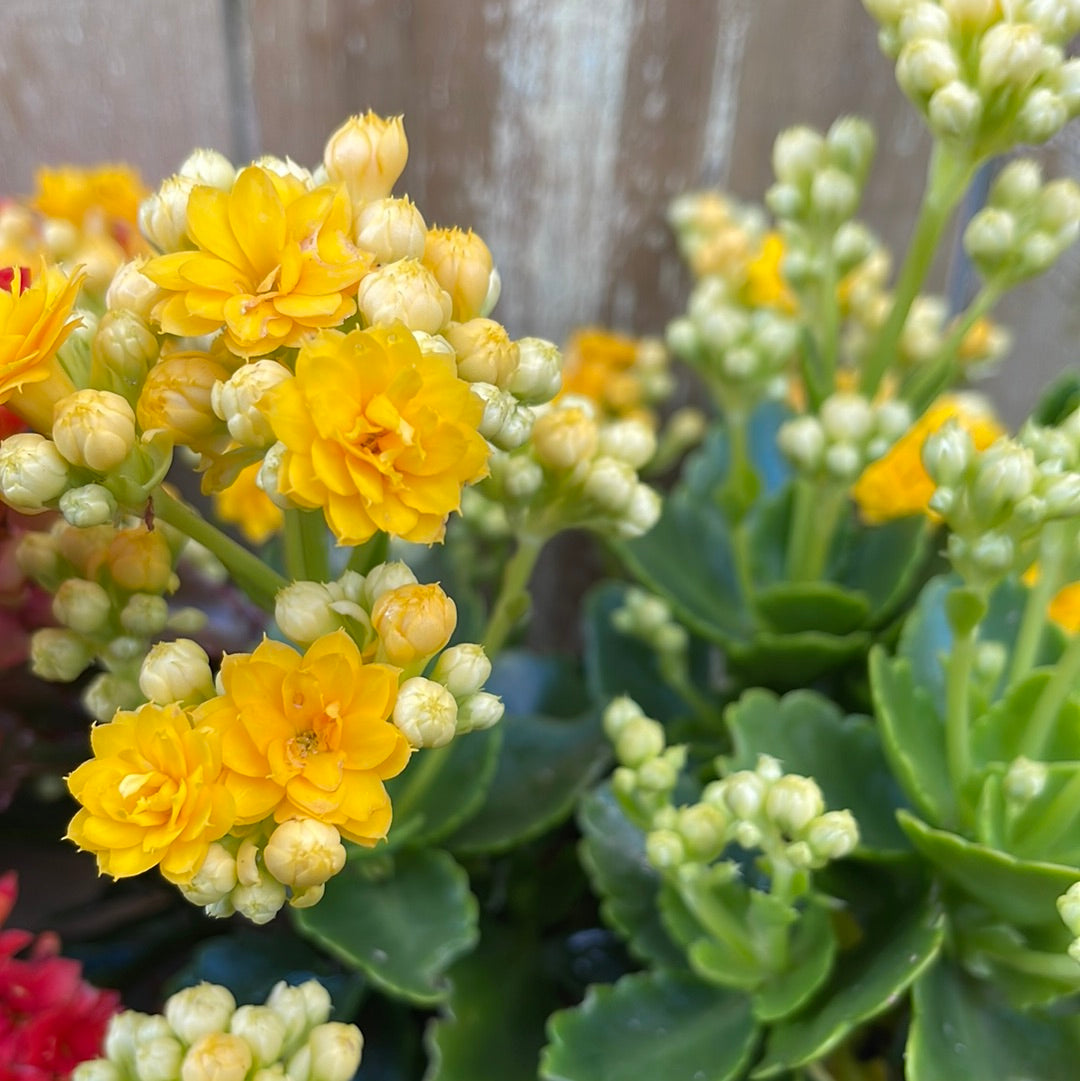 Kalanchoe (Different colors)