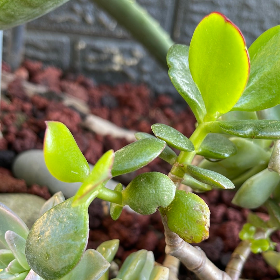 Jade plant