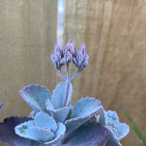 RARE : Kalanchoe Pumila - succulent