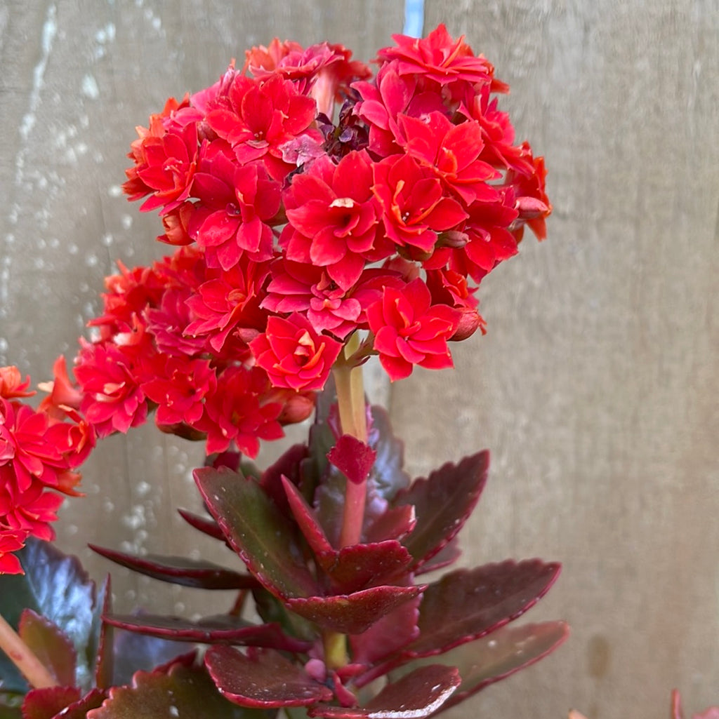 Kalanchoe (Different colors)