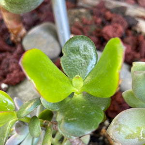 Jade plant